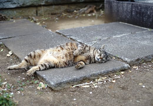 Tabby cat asleep on the paving stones between graves in Yanaka Cemetery