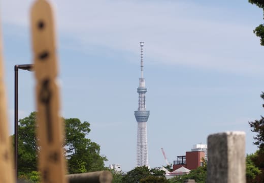 Tokyo Skytree rising beyond wooden sotoba grave tablets in Yanaka Cemetery
