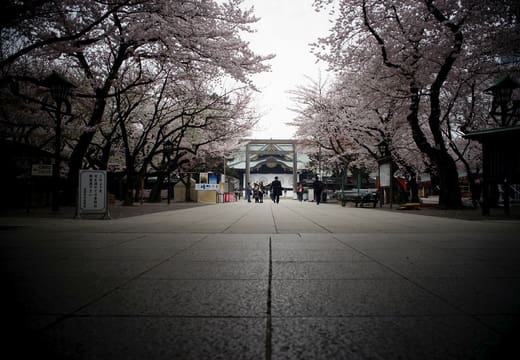 Cherry trees in bloom lining the long stone approach of Yasukuni Shrine