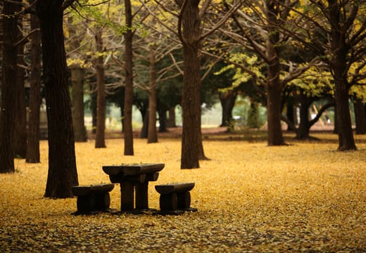 Picnic table under golden ginkgo trees with fallen leaves carpeting Yoyogi Park in autumn