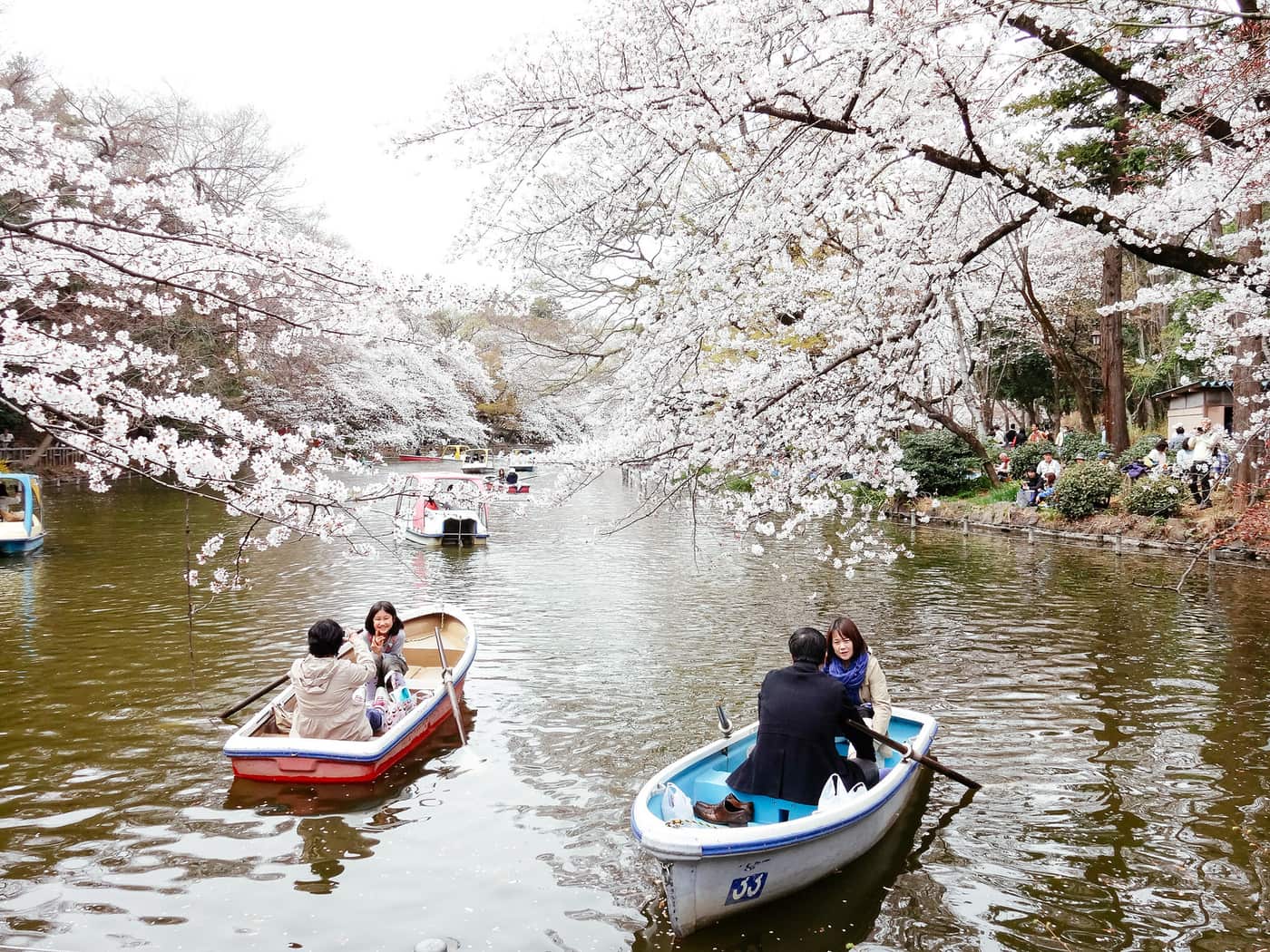 Rowboats on Inokashira Park pond under cherry blossoms in Kichijoji