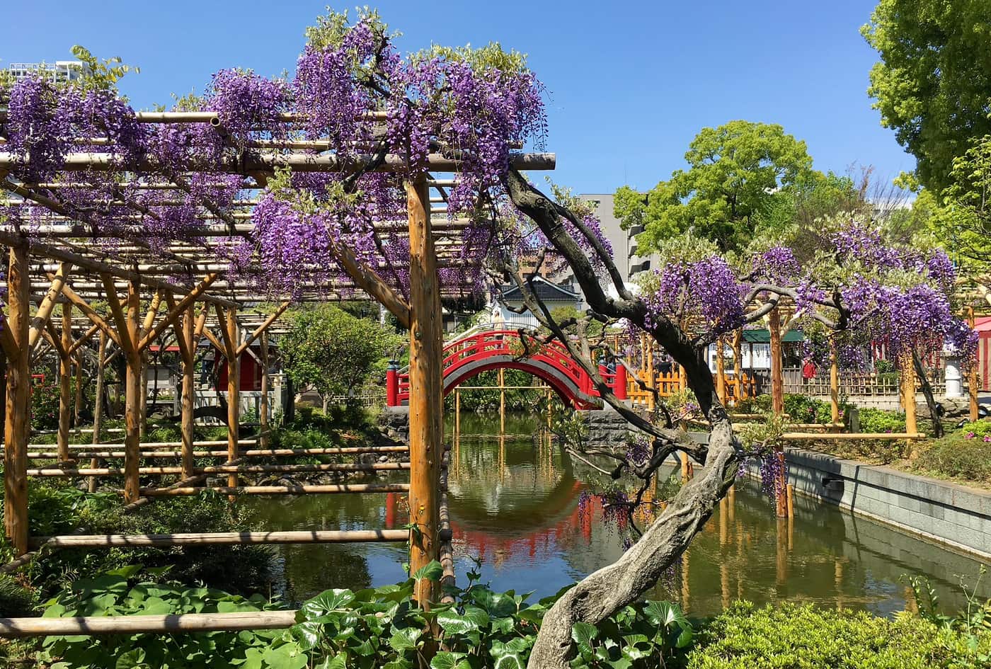 Wisteria trellises and the red drum bridge at Kameido Tenjin Shrine in late April