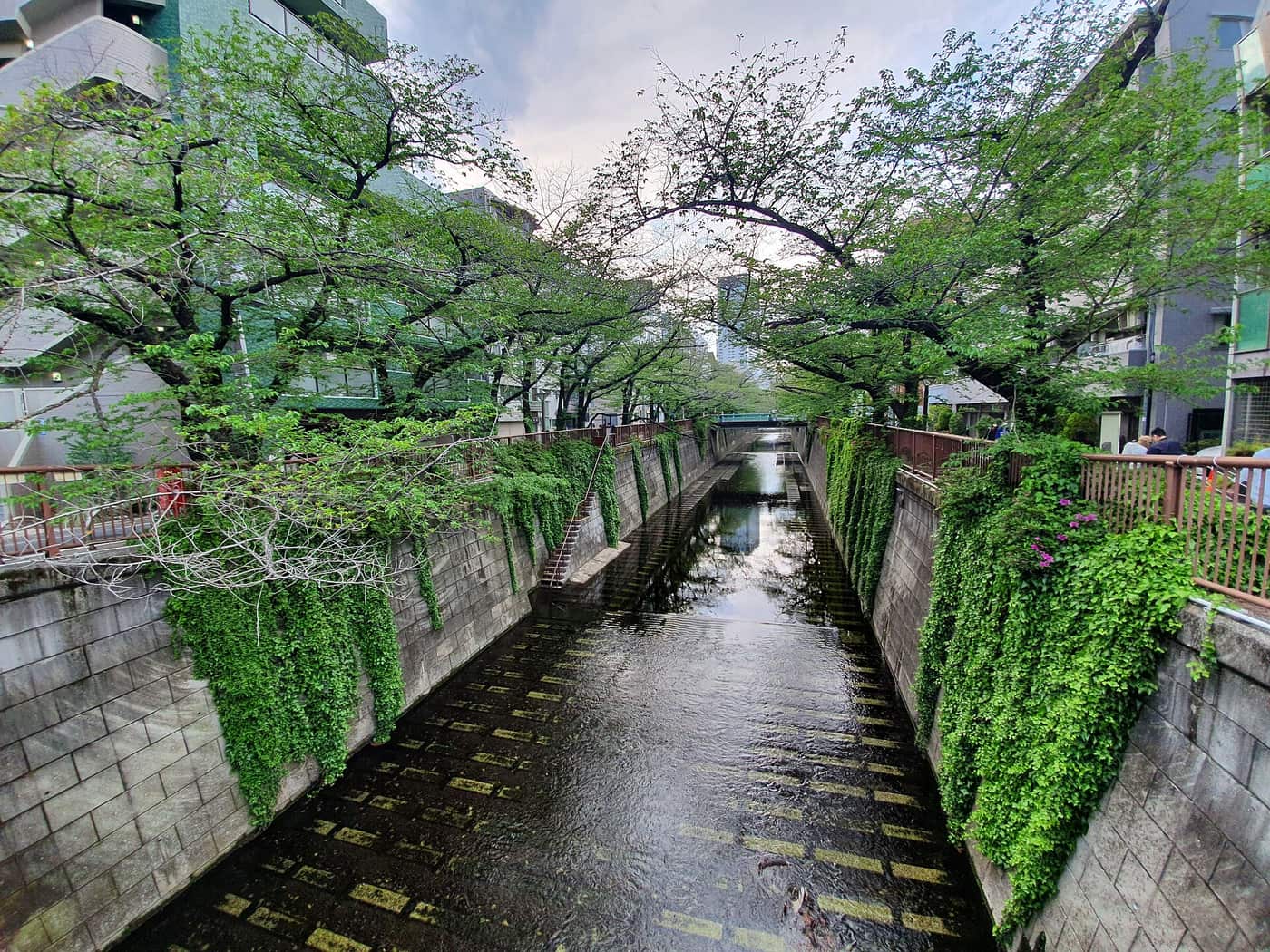 The concrete Meguro River channel in Nakameguro under green summer trees