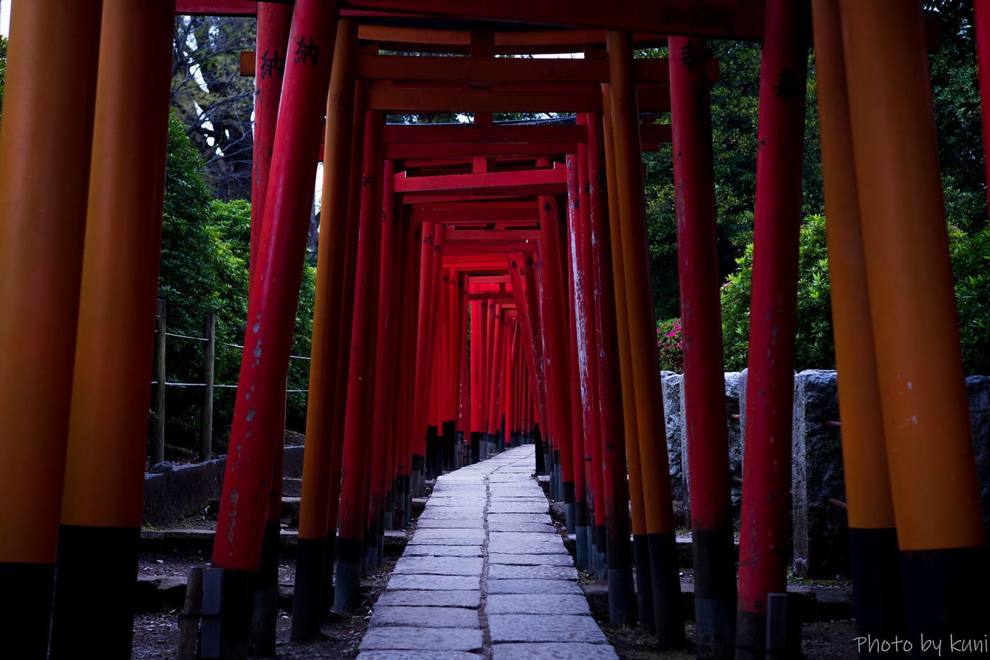 A tunnel of vermilion torii gates on the path at Nezu Shrine, Bunkyo