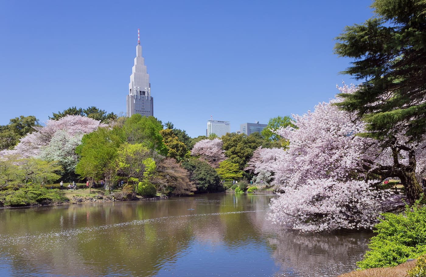 Cherry blossoms around the pond at Shinjuku Gyoen with the Docomo Tower behind