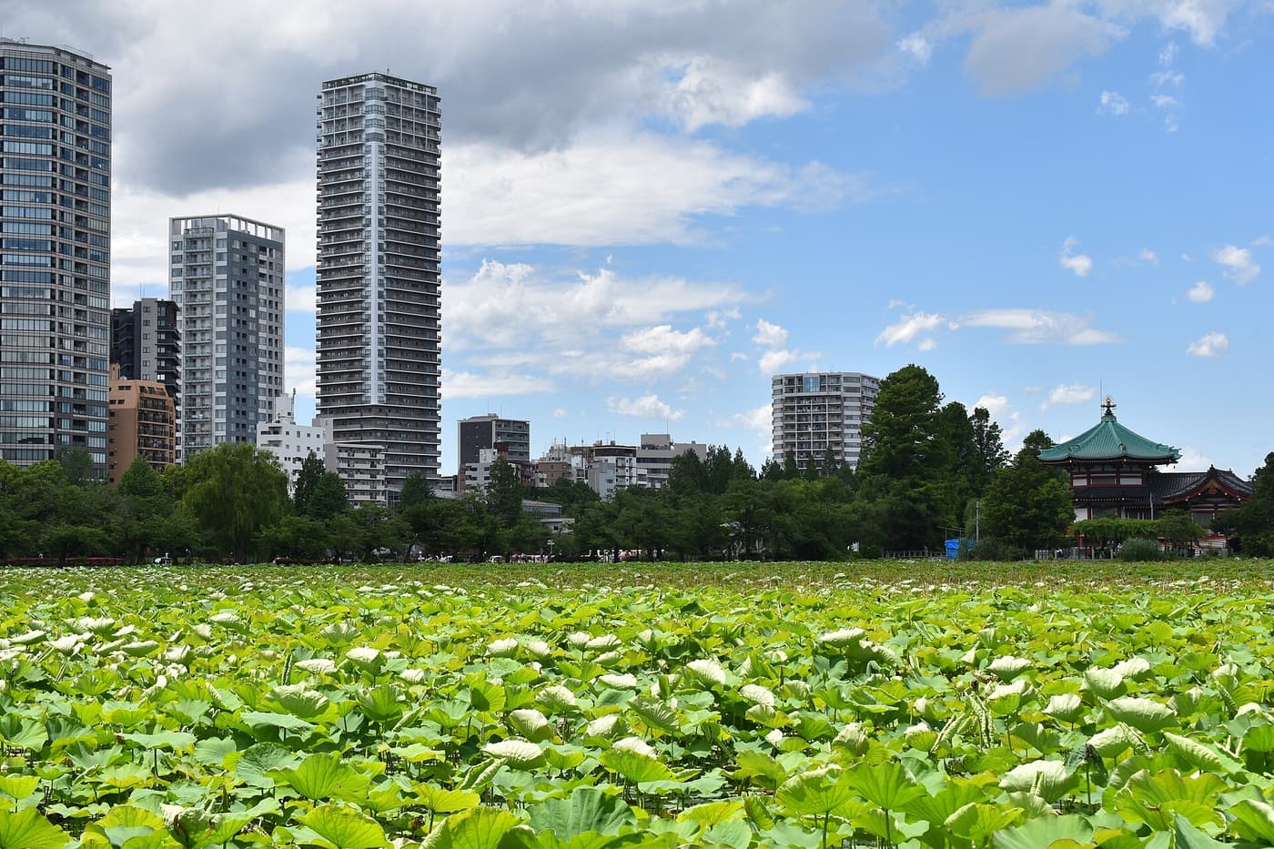 Les feuilles de lotus de l’étang Shinobazu dans le parc d’Ueno, avec le Bentendo au fond