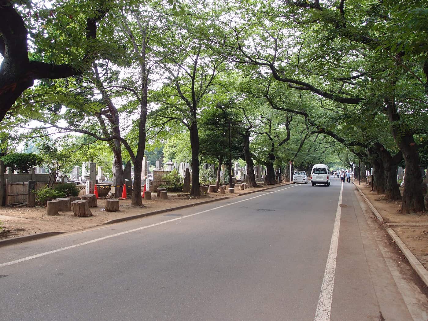 L’allée centrale bordée d’arbres du cimetière de Yanaka, un jour calme