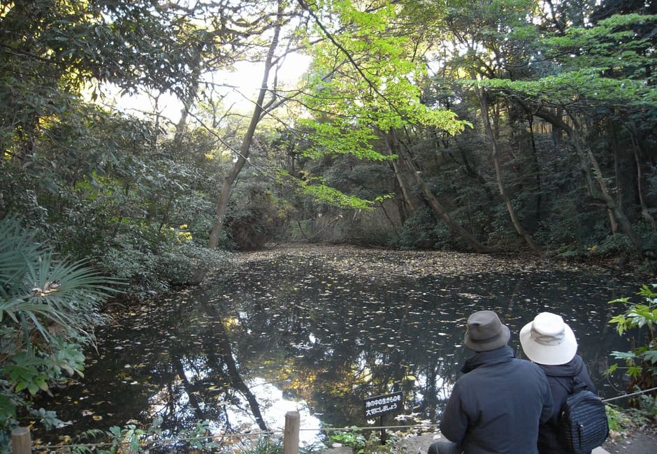 Two visitors resting by a wooded pond in the Institute for Nature Study, Shirokanedai
