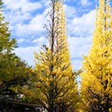 Meiji Jingu Gaien Ginkgo Avenue
