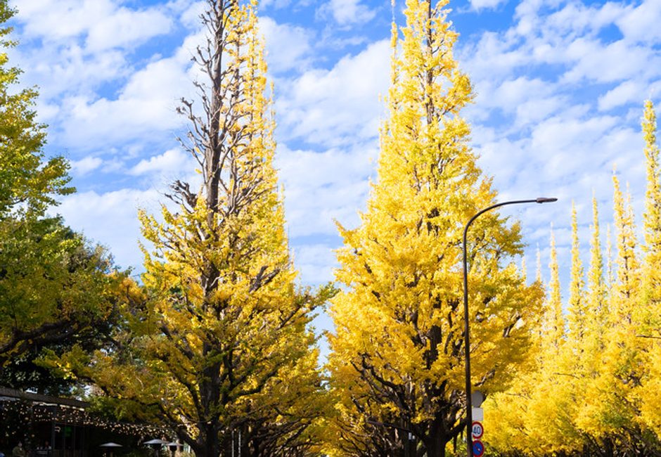 Meiji Jingu Gaien Ginkgo Avenue, Aoyama, Tokyo