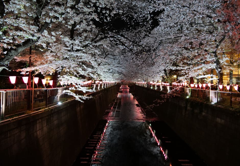Cherry blossoms and lanterns lit up over the Meguro River canal at night in Nakameguro