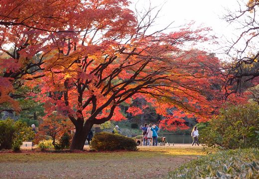 Autumn maples at Rikugien Gardens, Komagome
