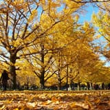 Showa Kinen Park