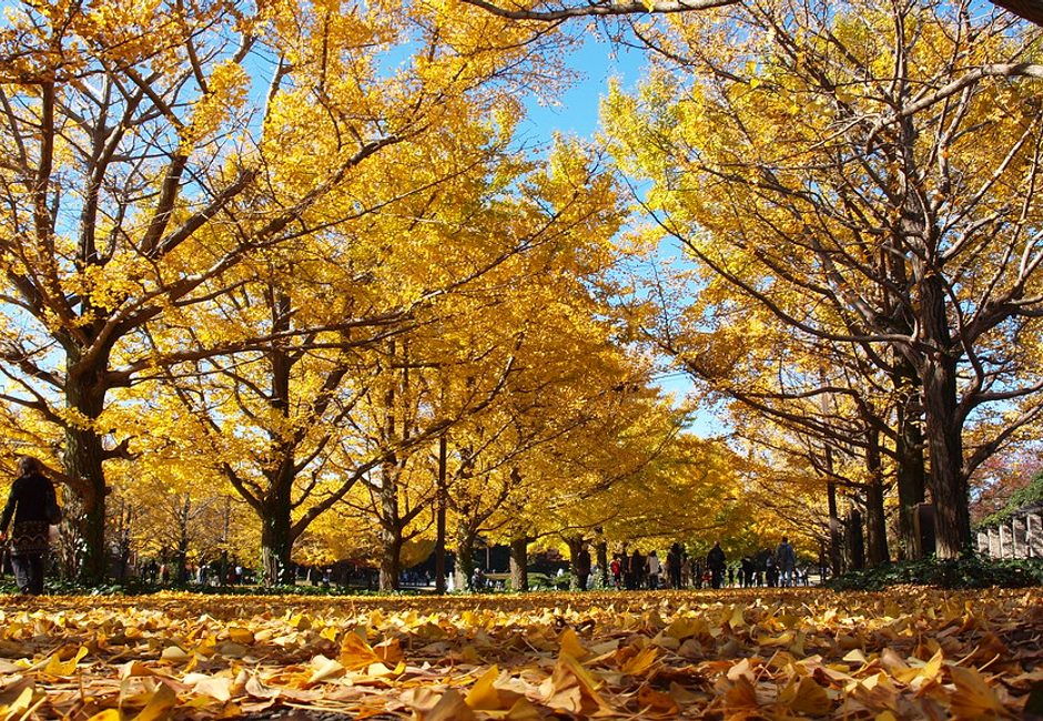 Showa Kinen Park, Tachikawa, Tokyo