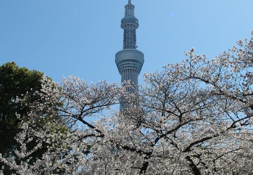 Sumida Park, Asakusa