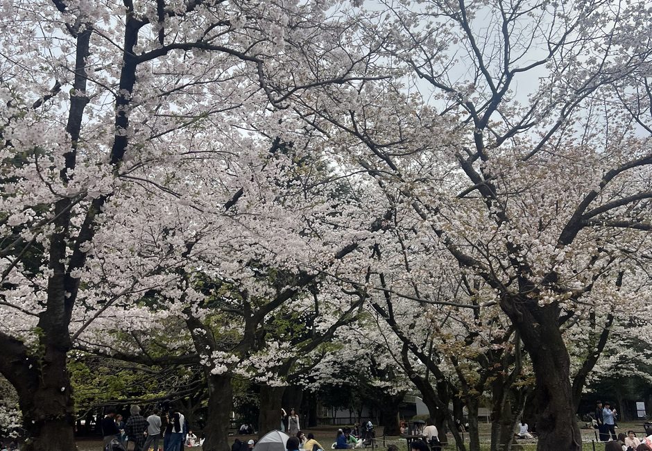 Yoyogi Park, Harajuku, Tokyo